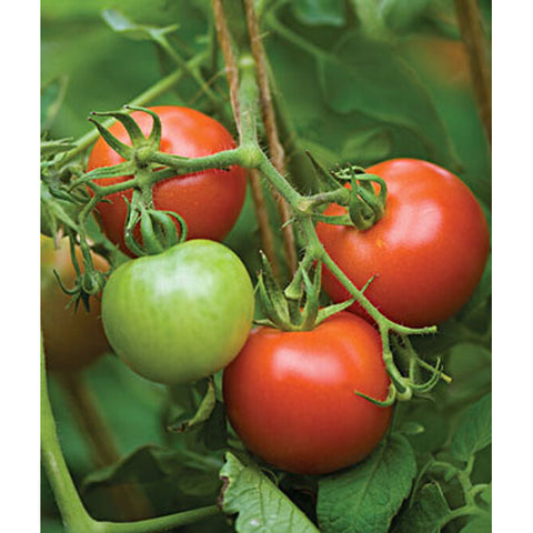 Fourth of July tomatoes