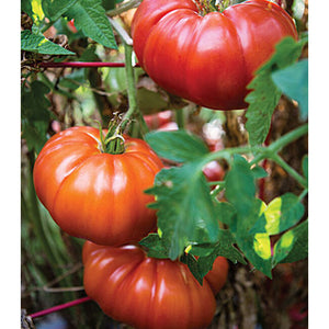 Tomatoes on vines