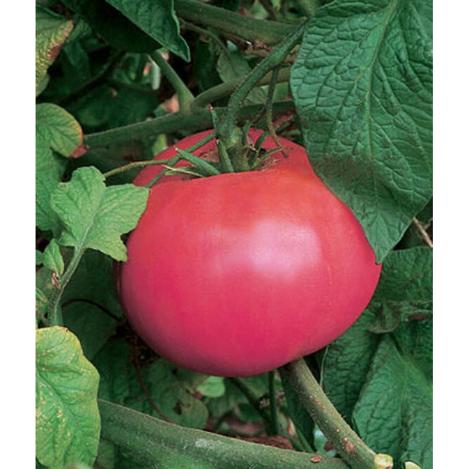 Pink Brandywine Tomatoes