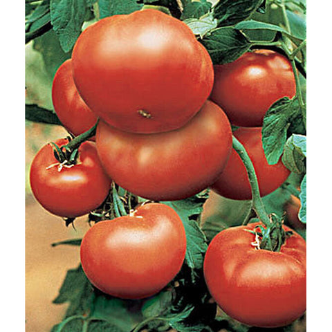 Tomatoe plant