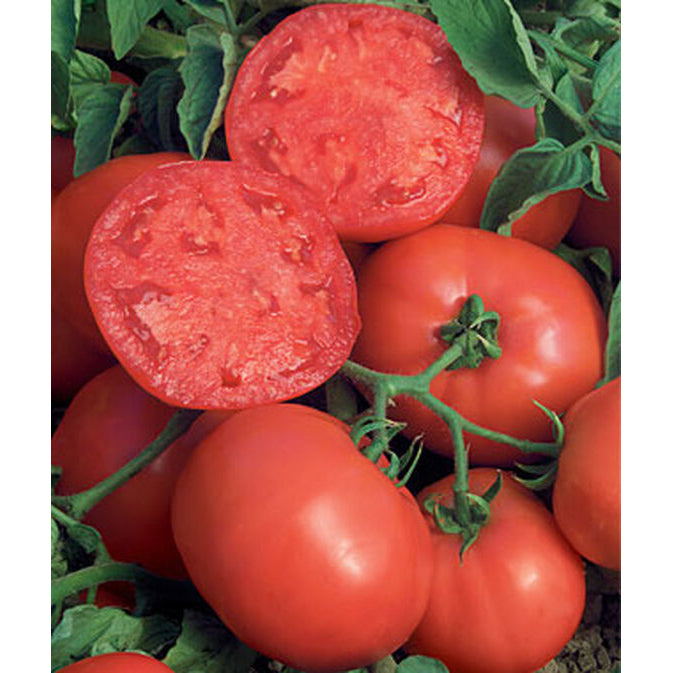 BushSteak tomatoes
