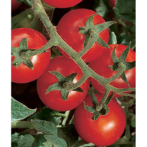 Cherry tomatoes