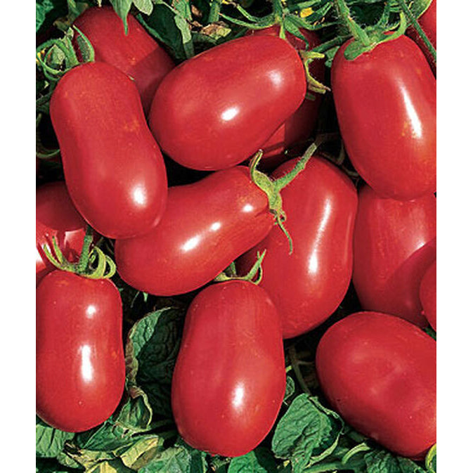 Roma Tomatoes