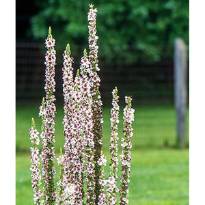 Verbascum flowers