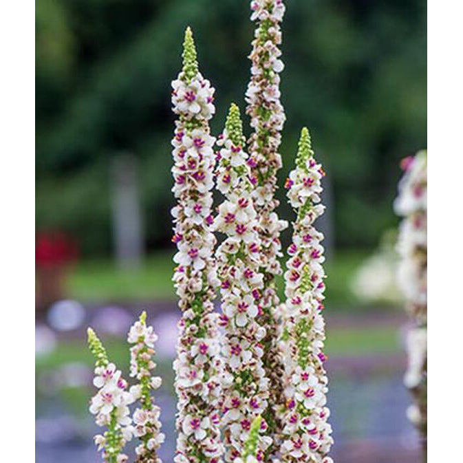 Verbascum flowers