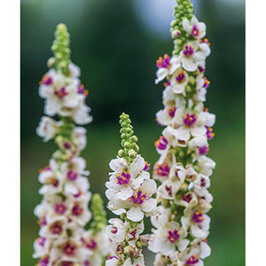 Verbascum flowers