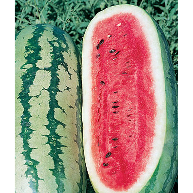 Georgia Rattlesnake Watermelons