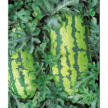 Watermelons