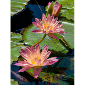 Water Lilies 500-Piece Puzzle 33-01692