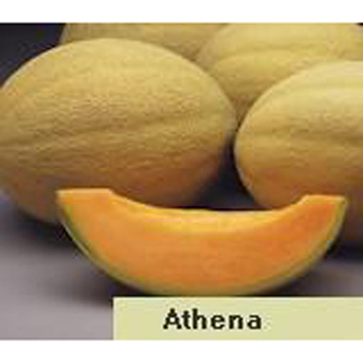 Athena Hybrid Cabbage seed
