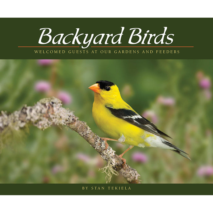 Backyard Birds 591936411