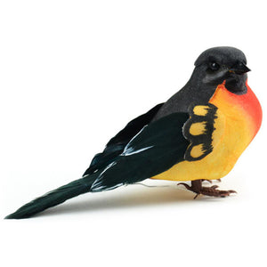 Baltimore Oriole bird
