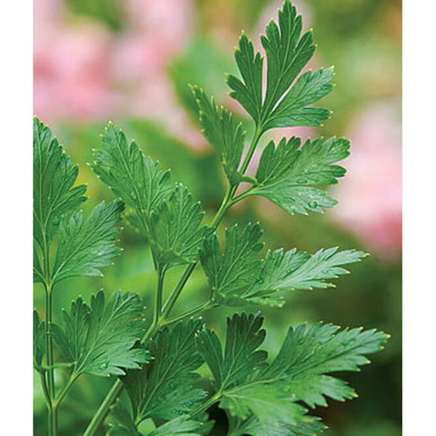Big Italy Parsley