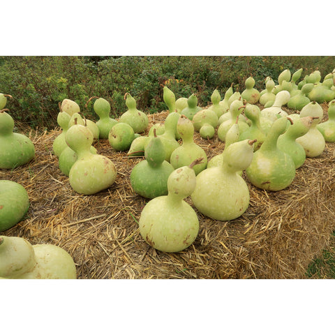 Birdhouse gourds