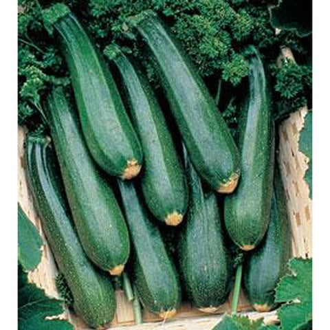 Black Beauty Zucchini Squash 