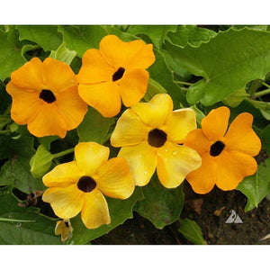 Black eyed Susan vine