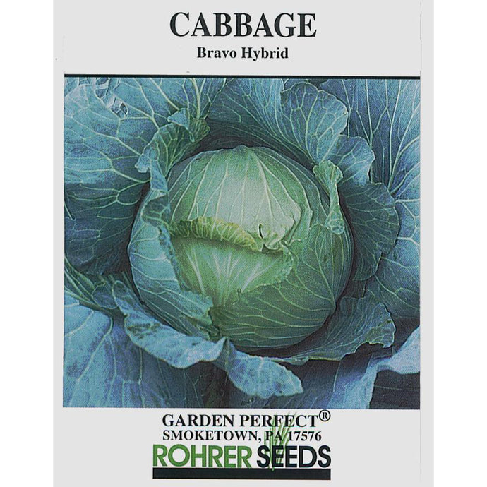 Bravo cabbage seed pack