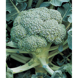 Organic broccoli