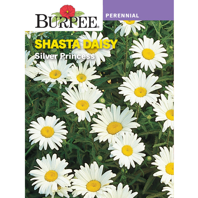 Shasta Daisy seed pack