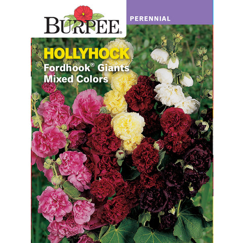 hollyhock seeds for planting Burpee Per Hollyhock Fordhook Giants Mix