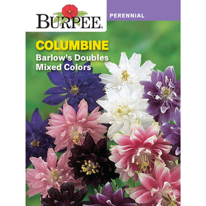 Columbine flower seed pack