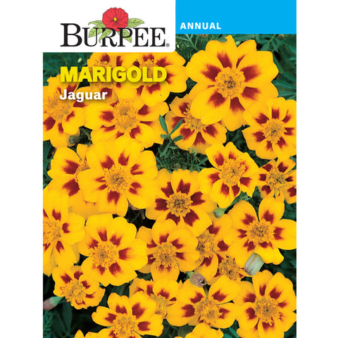 jaguar marigold seeds Burpee Jaguar Marigold Flower Seed Pack 33227 – Good's Store Online