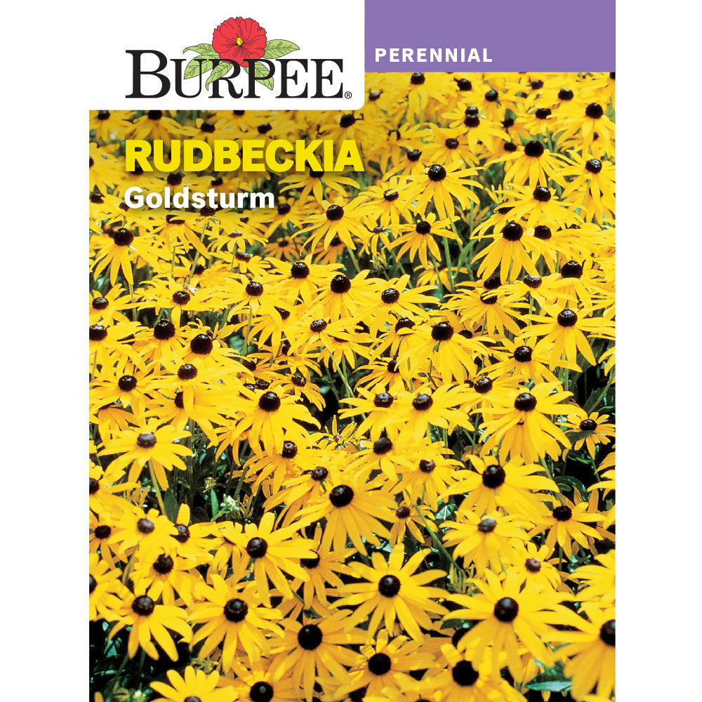 Rudbeckia flowers