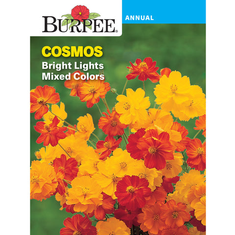 Bright Lights Cosmos