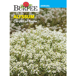 Carpet of Snow Alyssum seed pack