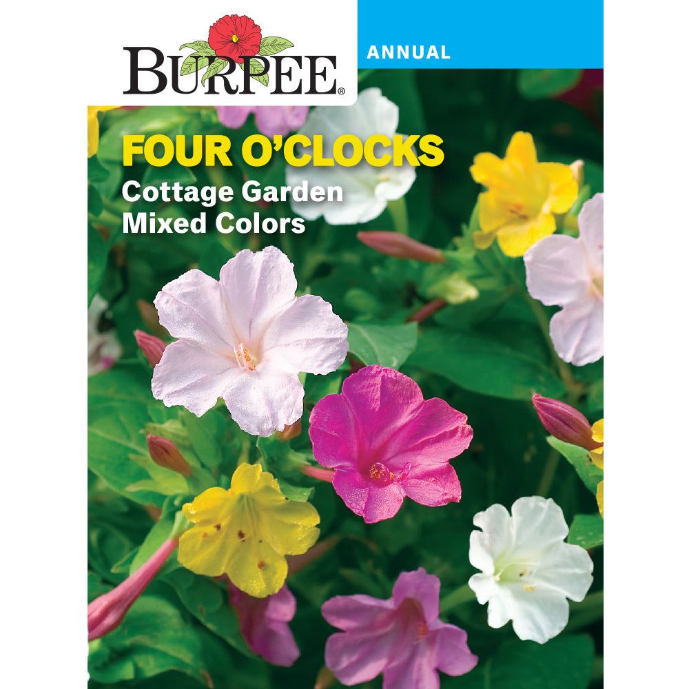 Four o'clock flowers