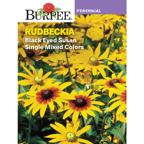 Black Eyed Susan flowers
