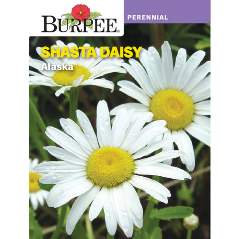 Alaska Daisy seed pack