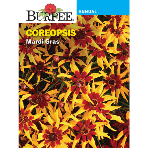 Mardi Gras Coreopsis flowers