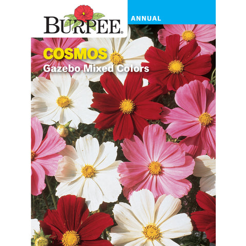 Cosmos flower pack 
