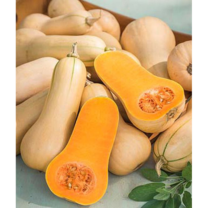 Winter squash