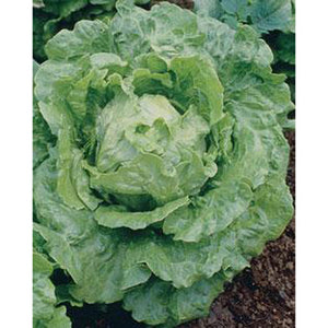 Buttercrunch lettuce growing in garden