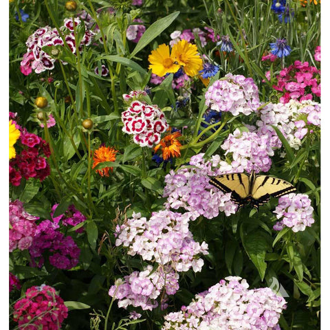 Butterfly garden seed mix