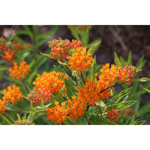 Butterfly Milkweed plants