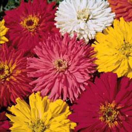 Cactus Flowered Mix Zinnias