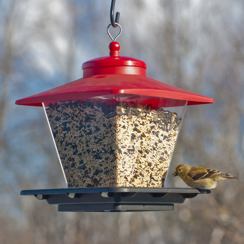 Cafe Bird Feeder NA6228