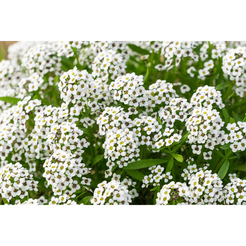 Carpet of Snow Alyssum