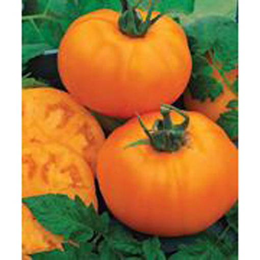 Orange Hybrid Tomato