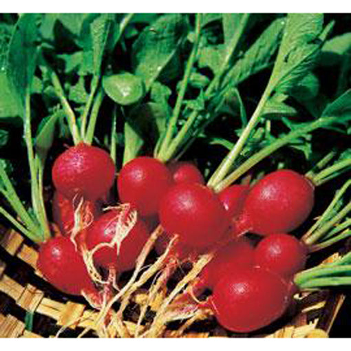 Cherry Belle Radish