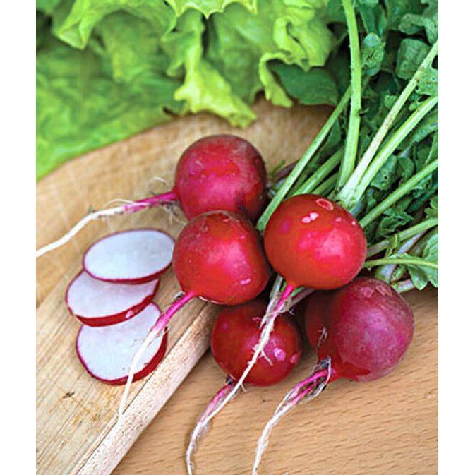 Cherry red radishes