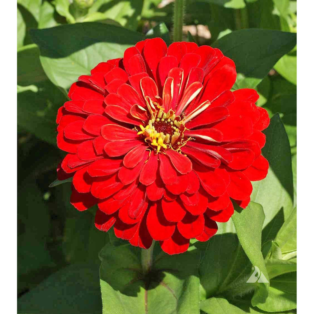 Cherry Zinnia flower