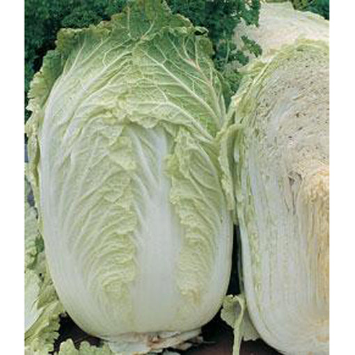 Chinese cabbage