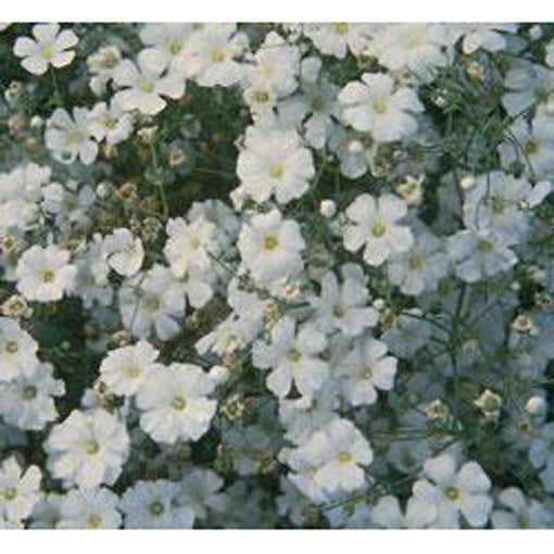 Covent Garden Baby's Breath flower seeds