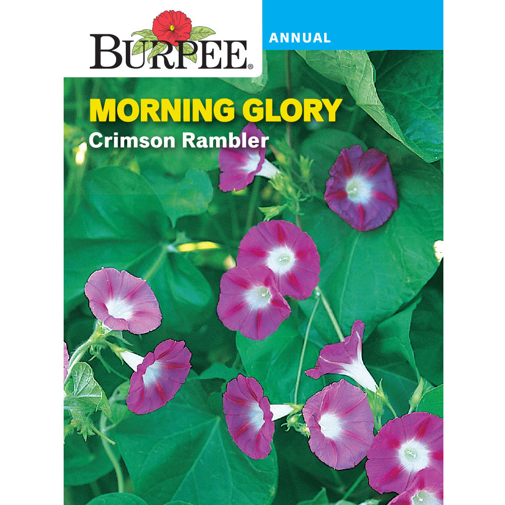 Morning Glory flowers