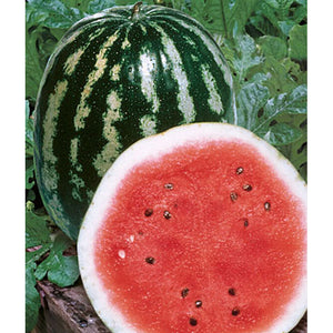 Crimson sweet watermelon