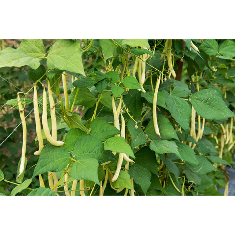 Custard Yellow Beans